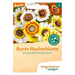 Bunte Wucherblume