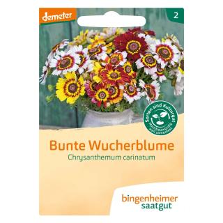 Bunte Wucherblume